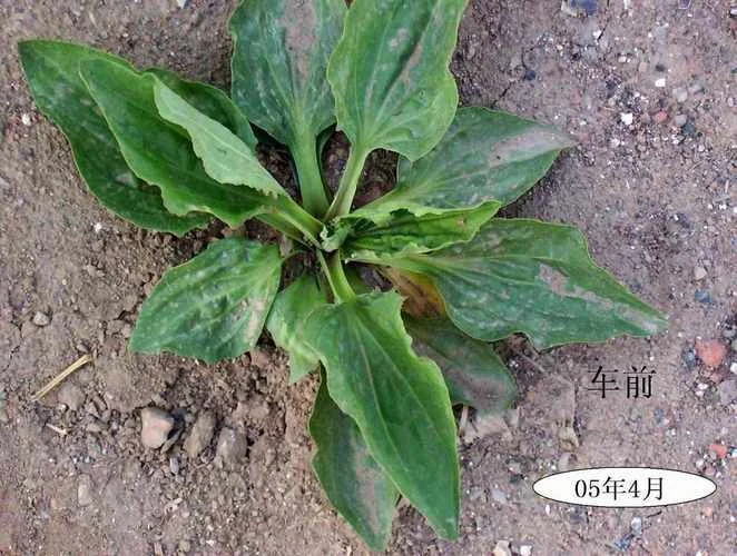 梦见拉一大车草_1