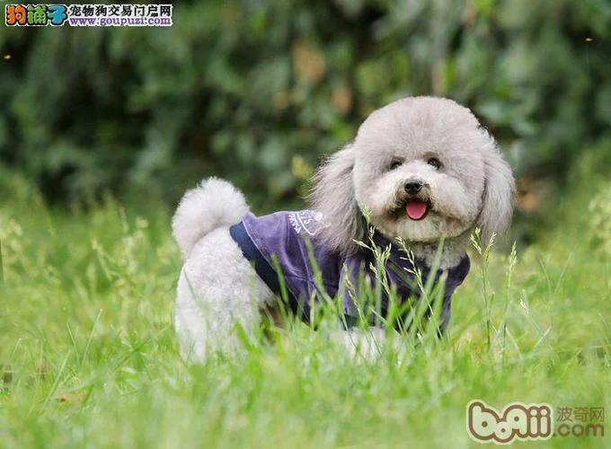 cku认证的犬舍_2