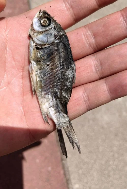 梦见一条死干鱼_2