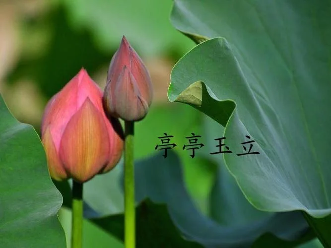 汉乐府的历史意义_2