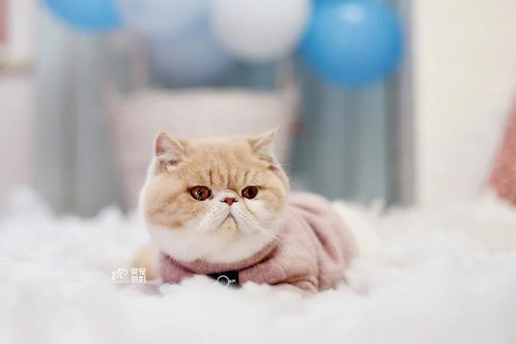 大脸猫大脸猫长胡须下一句歌词_1