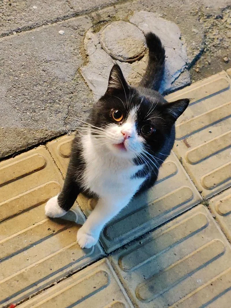 梦见喂可爱小黑猫-梦见喂可爱小黑猫