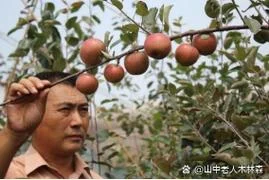 梦见去果园偷水果-梦见偷摘果园