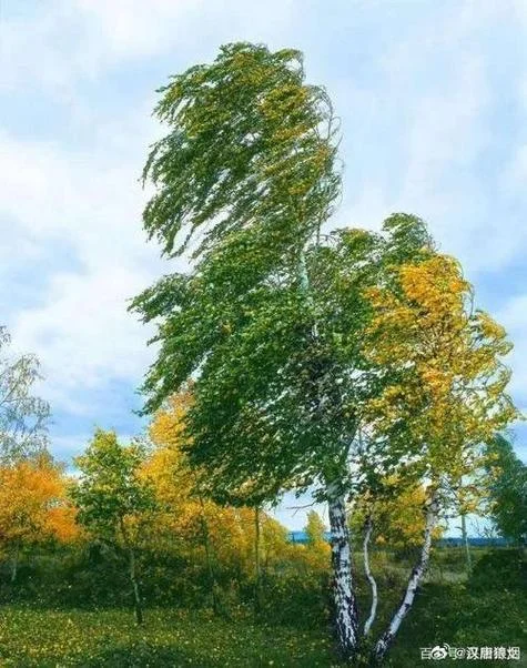 木秀于林风必摧之出处_1