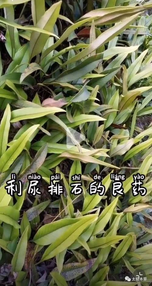 尿道结石中医叫什么_2