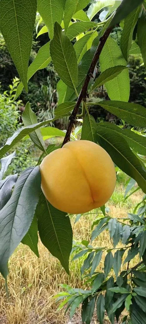 梦见黄桃_2