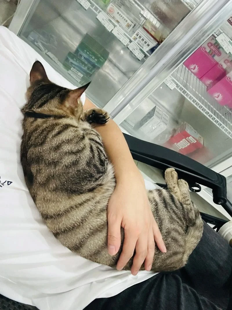 梦到猫在怀里_2