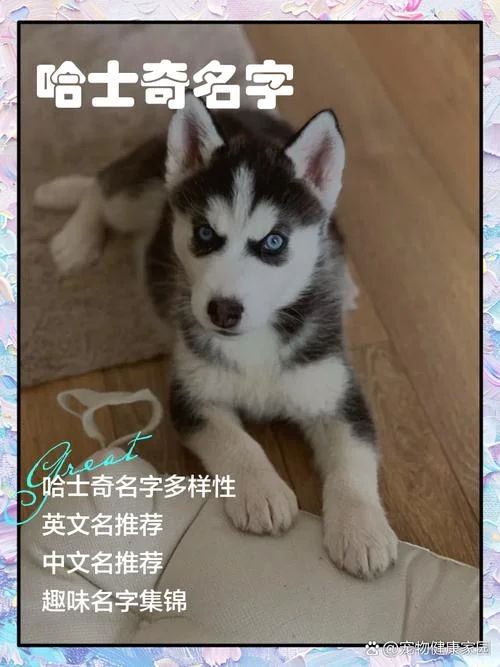 怎么教哈士奇学狼叫-教哈士奇学狼叫