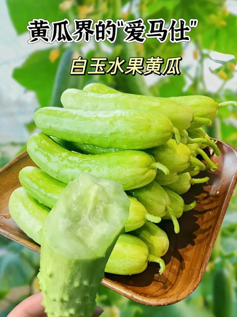 《白玉黄瓜》是谁写的_1