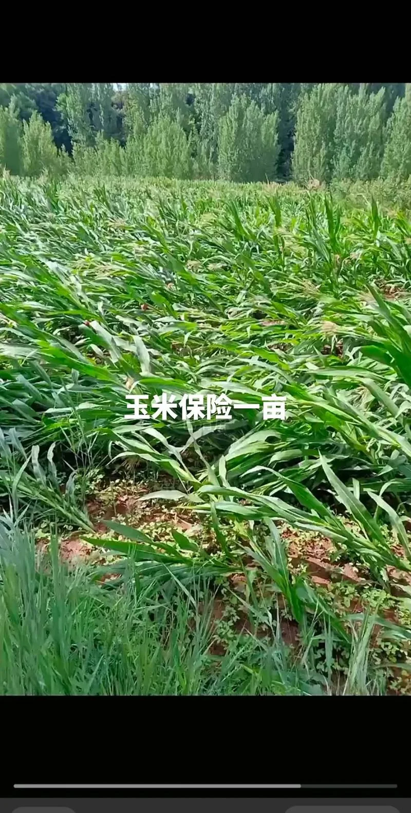 玉米保险多少钱一亩_2