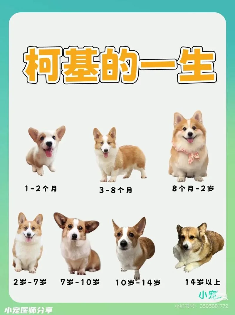 狗是哪一年出生属什么_1