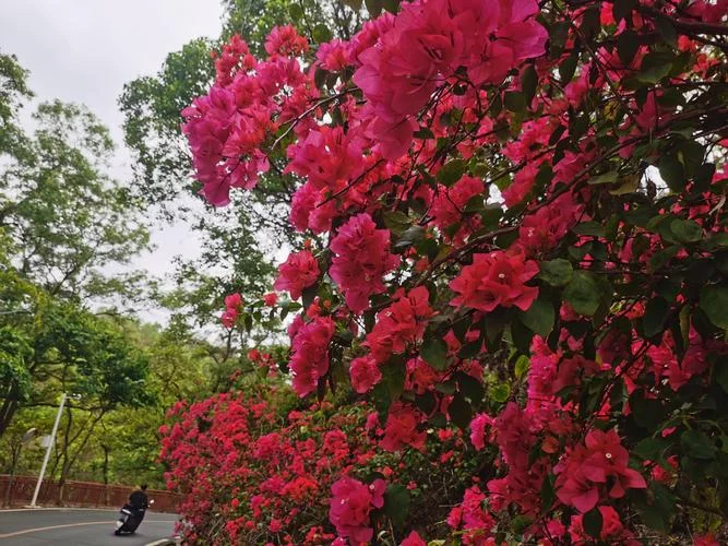 惠州看花的景点-惠州赏花胜地