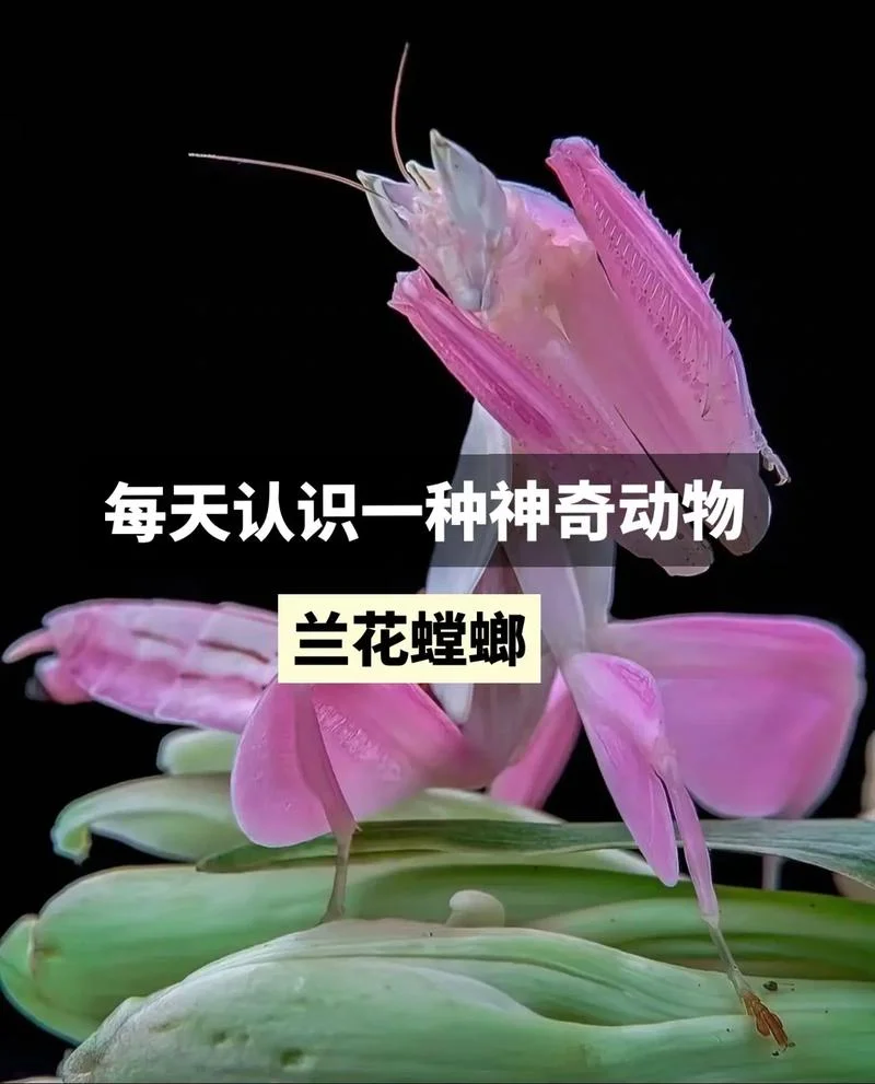 梦到螳螂预示着什么-梦到螳螂预示吉凶