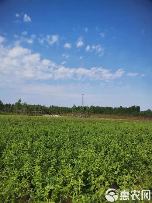 金银花种植一亩多少_1
