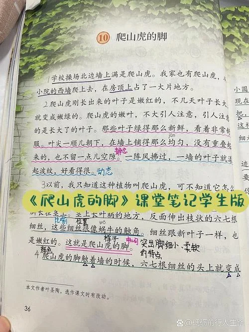 爬山虎的脚作者是谁_1