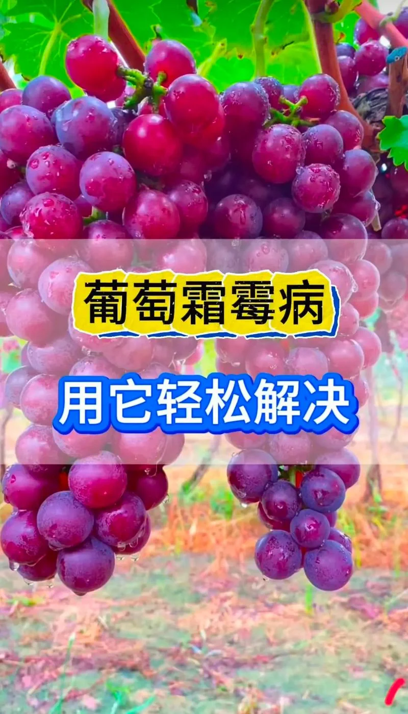 葡萄霜霉病严重怎么办-葡萄霜霉病防治指南