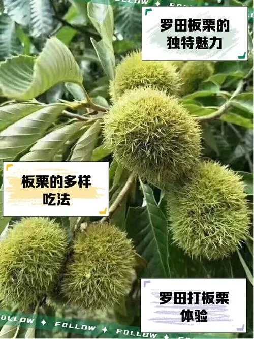 板栗的历史-板栗历史渊源