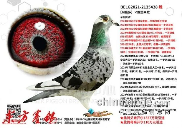 信鸽阿曼多成绩_1