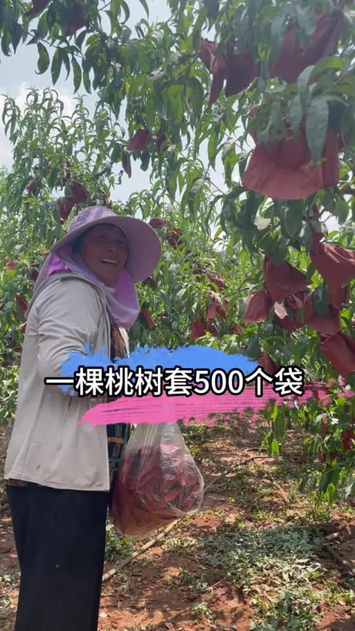 梦见好多桃树什么意思_2