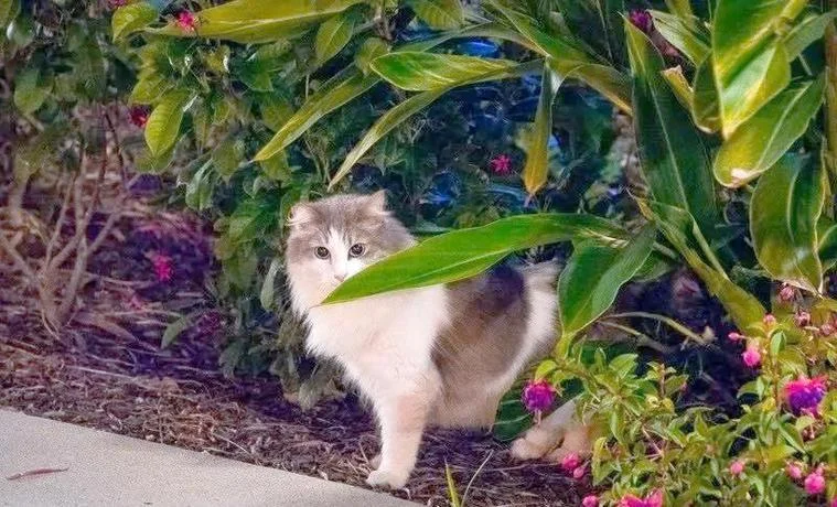 迪士尼绿色猫叫什么_2