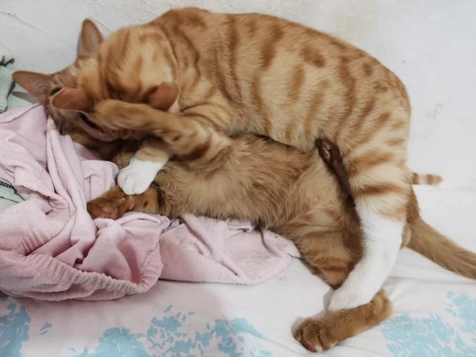 梦见猫怀孕趴在人身上_1