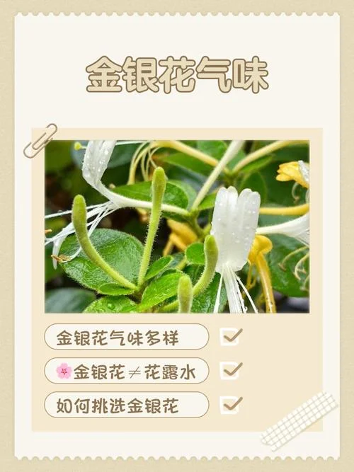 金银花花语出自哪里_1