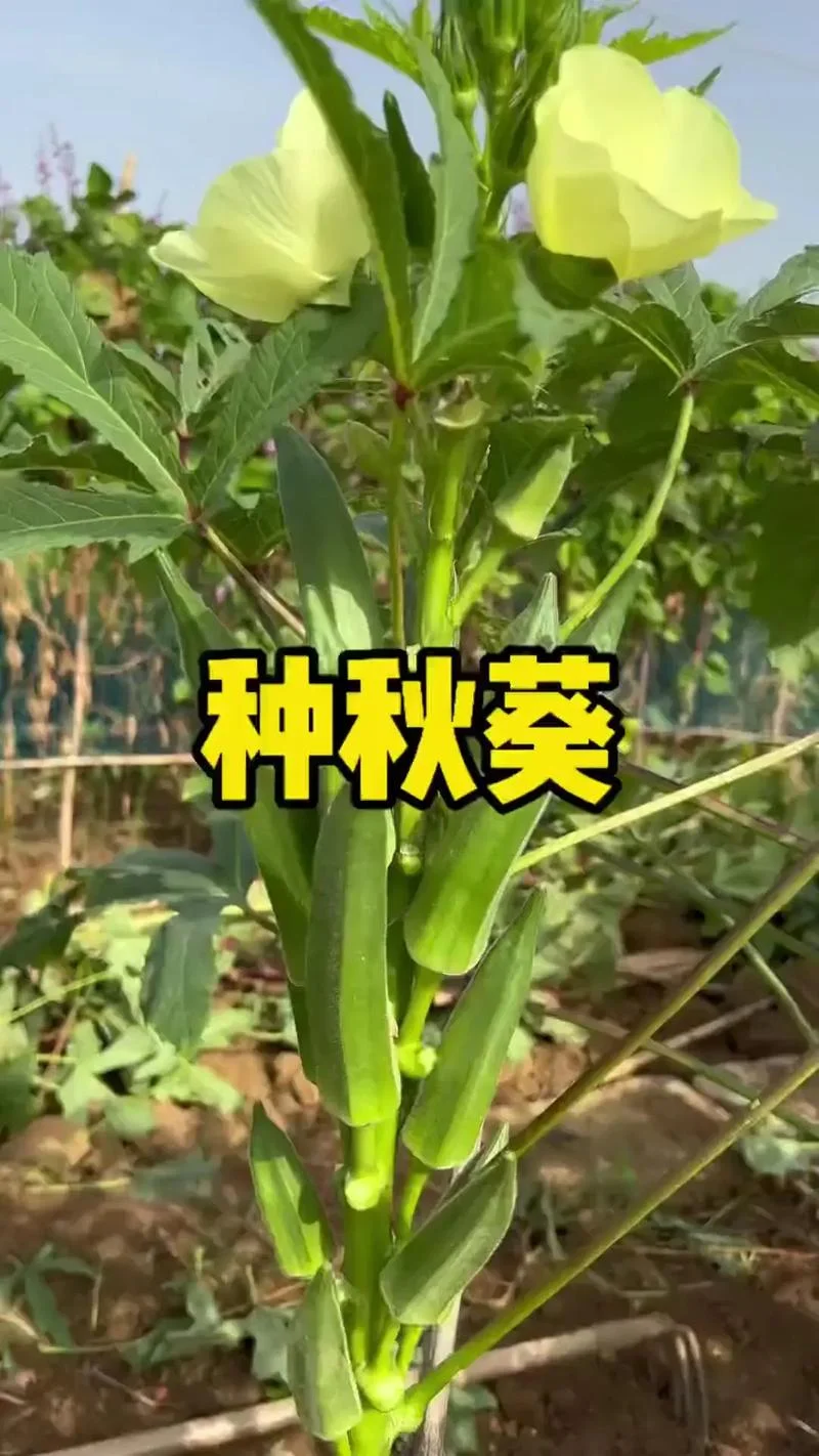秋葵几月份种植最好-9 月最佳种植秋葵