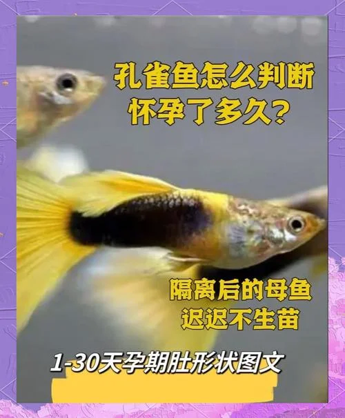 怀孕梦见鱼是什么预兆_1