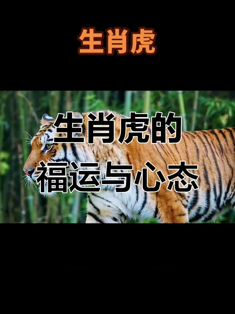 虎年今年的运势_2