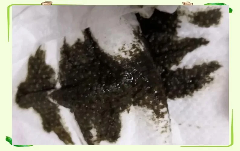 屎黑色颗粒是什么意思_1