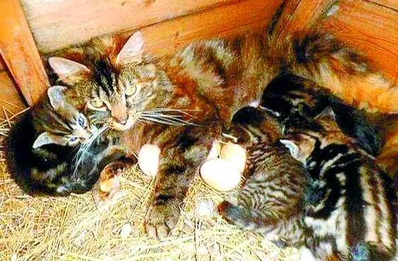 周公解梦梦见猫是什么预兆_2