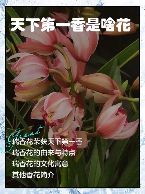 有种花叫什么香_2