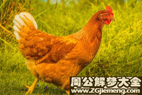 梦见买鸡很便宜_1
