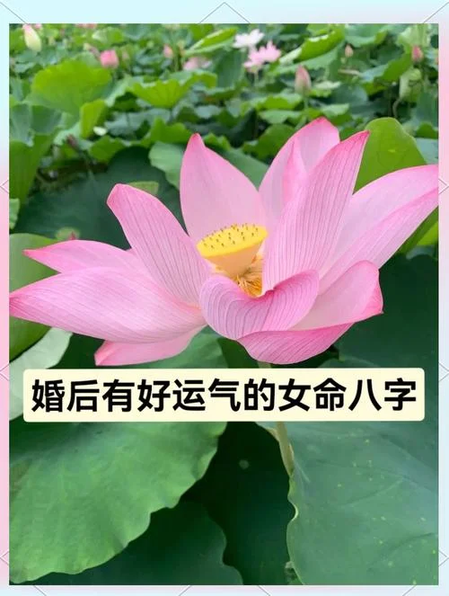 婚后运势好八字-八字好婚运