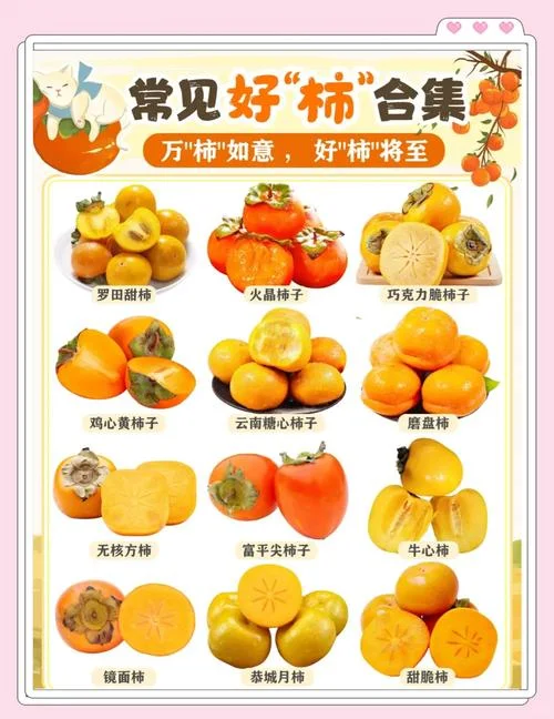 云南柿子几月成熟_1