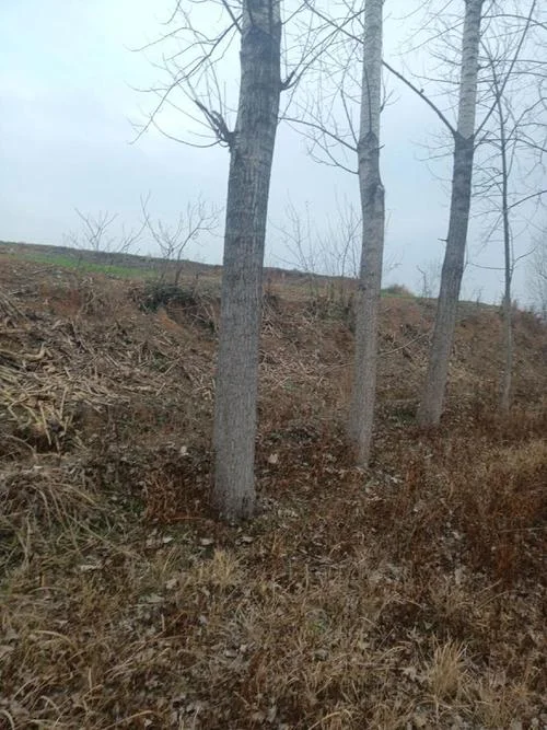 一亩地能栽多少棵杨树_1