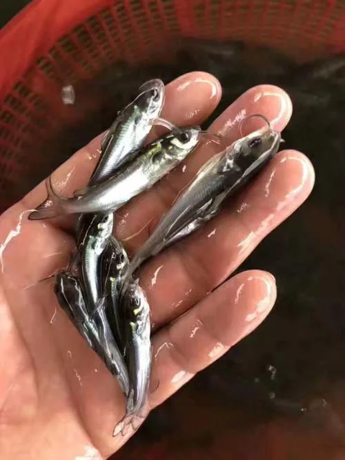 鱼苗一亩多少尾_1