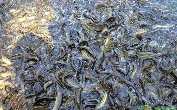 养一亩泥鳅要多少成本_1