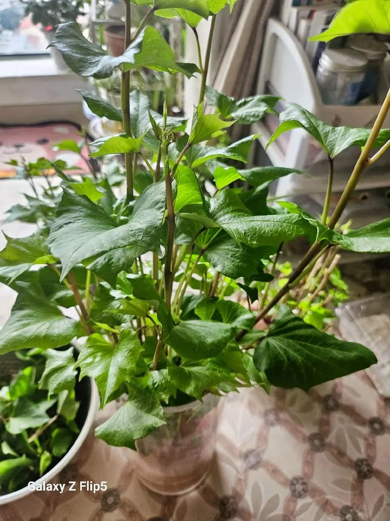 梦到偷红薯叶子-梦见偷摘红薯叶