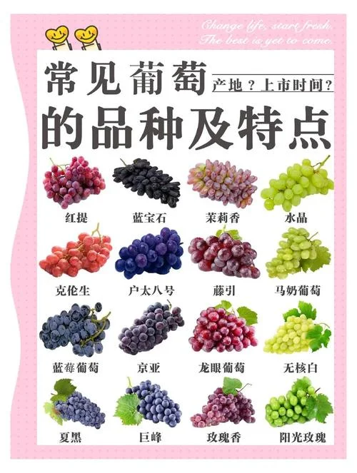 葡萄价格多少钱一斤-葡萄一斤要多少钱